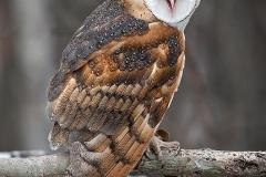 NZ1-Barn-Owl-EO-D