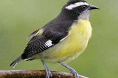 peter_clute-bananaquit-113