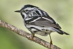 peter_clute-black_and_white_warbler-113