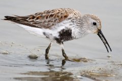 peter_clute-dunlin-113