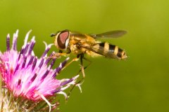 peter_clute-hover_fly-113