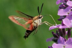 peter_clute-hummingbird_moth-113