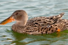 peter_clute-northern_shoveler-113