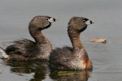 peter_clute-pied_billed_grebe-113