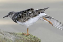 peter_clute-ruddy_turnstone-113