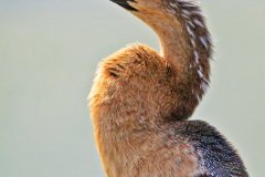 peter_clute-anhinga-113