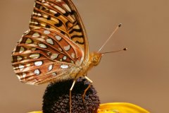 peter_clute-aphrodite_fritillary-113