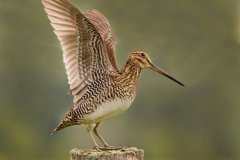 peter_clute-common_snipe-113