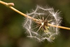 peter_clute-fluffy_seed_head-113