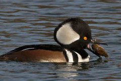 peter_clute-hooded_merganser_with_crayfish-113