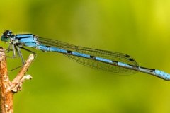 peter_clute-marsh_bluet-113