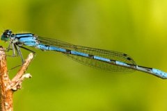 peter_clute-marsh_bluet-113