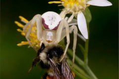 peter_clute-misumena_vita_with_prey-113