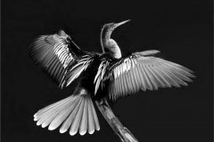 peter_clute-preening_anhinga-113