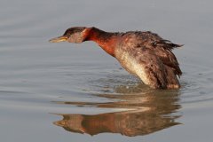 peter_clute-red_necked_grebe-113