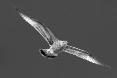 peter_clute-ring_billed_gull-113