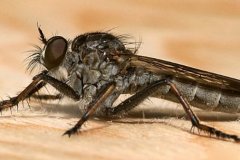 peter_clute-robber_fly-113