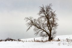 peter_clute-snowy_fenceline-113