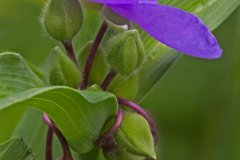 peter_clute-spiderwort-113