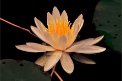 peter_clute-white_water_lily-113