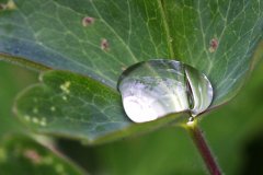 18NG5-Dewdrop-FS