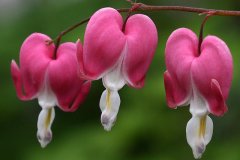 19P2-Three-Hearts-and-a-Drop-FS