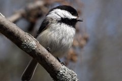 20N1-Black-capped-Chickadee-FS