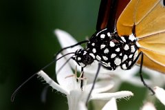 20N2-Monarch-Butterfly-FS