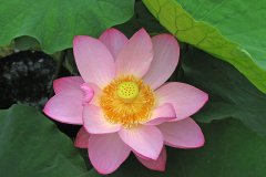 20NG1-Nelumbo-Nucifera-1-FS