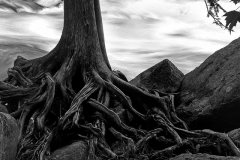20NG3-Roots-and-Rapids-FS