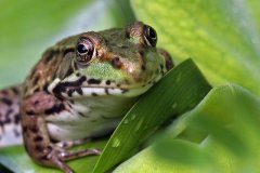 20P3-Garden-Frog-FS