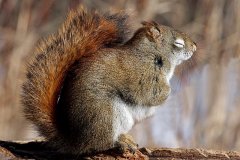 21-24N2-American-Red-Squirrel-FS