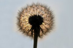 21C4-Dandelionin-the-Sun-FS