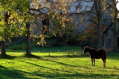 21CL3-Early-Morning-at-the-Farm-FS