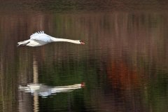 21N1-Mute-Swan-in-Flight-FS