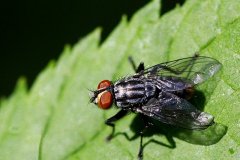 21N2-Housefly-FS