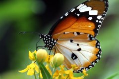 21N3-Monarch-butterfly-FS