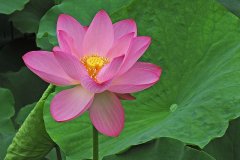 22NG2-Nelumbo-Nucifera-2-FS