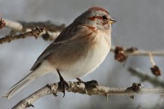 22NZ4-Sparrow-FS