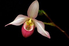 24P4-Orchid-in-Bloom-FS