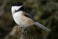 20N2-Black-capped-Chickadee-FS-M