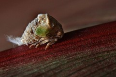 20N2-Two-striped-Planthopper-FS-M