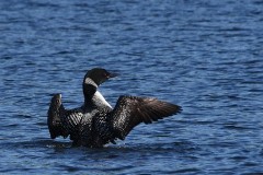 20NI-Common-Loon-FS-M