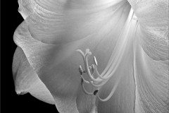 21BW2-Lily-in-bloom-FS-M