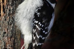 22N1-Hairy-Woodpecker-FS-M