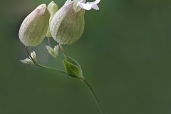 22NG2-Bladder-Campion-FS-M