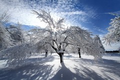 22P1-Winter-Magic-FS-M