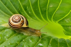 23N2-Garden-Snail-FS-M