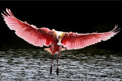 23NZ2-Roseate-Spoonbill-FS-M