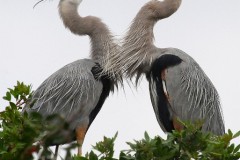 20N1-Great-Blue-Heron-FS-M